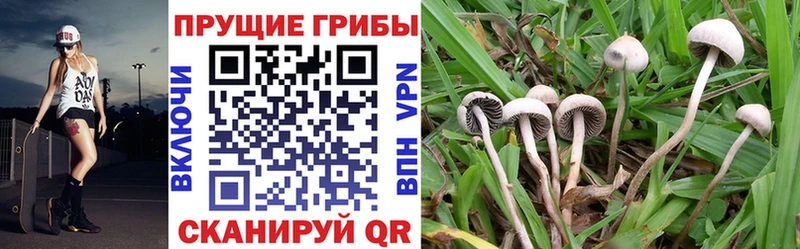 Галлюциногенные грибы мицелий  наркота  Нижние Серги 